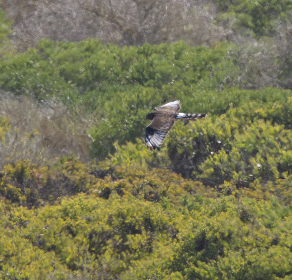 Black Harrier - ML638338910