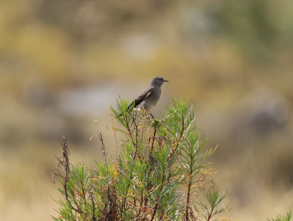 Rufous-webbed Bush-Tyrant - ML638338911