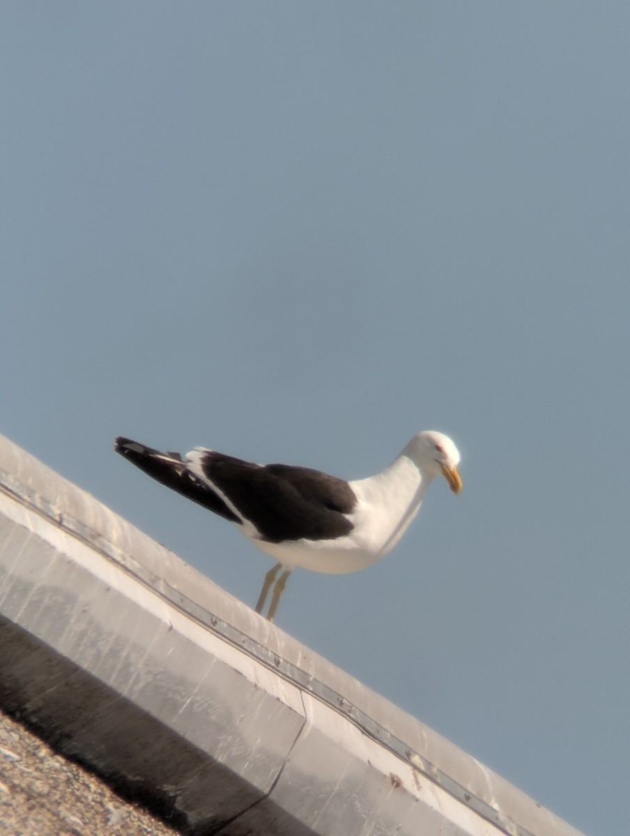 Kelp Gull - ML638338918