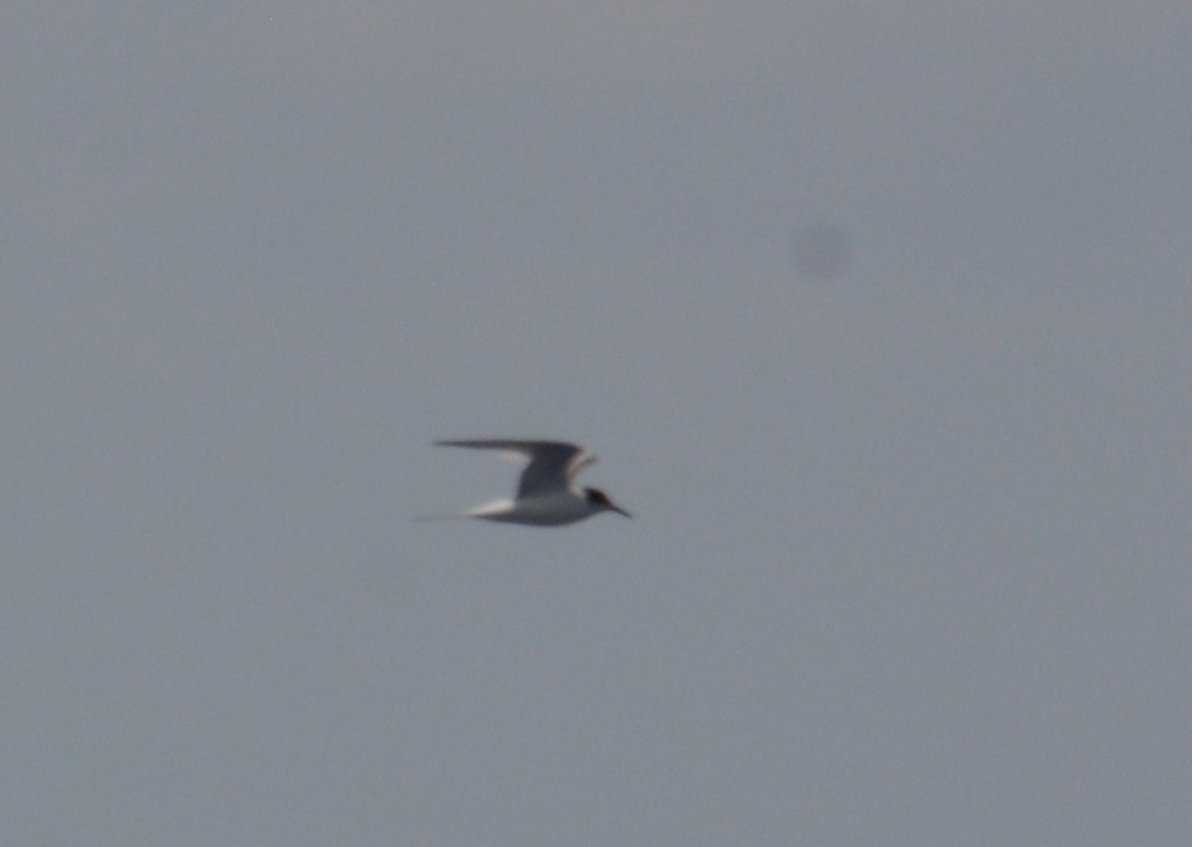 gull/tern sp. - ML638338921