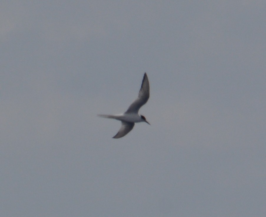 gull/tern sp. - ML638338922