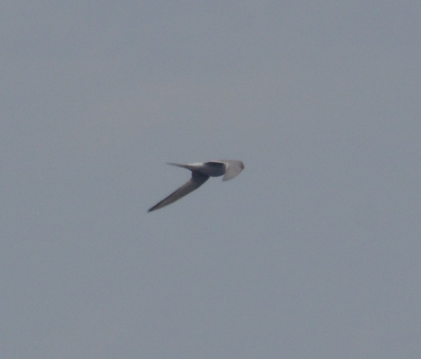 gull/tern sp. - ML638338923