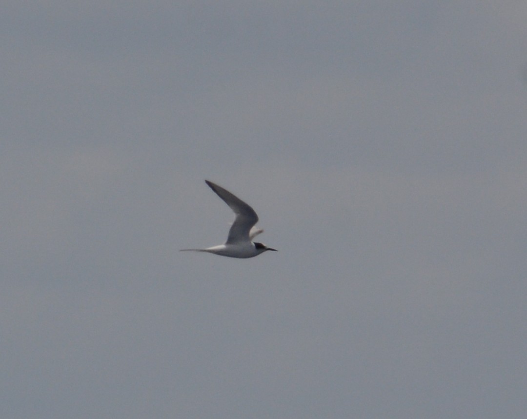 gull/tern sp. - ML638338924