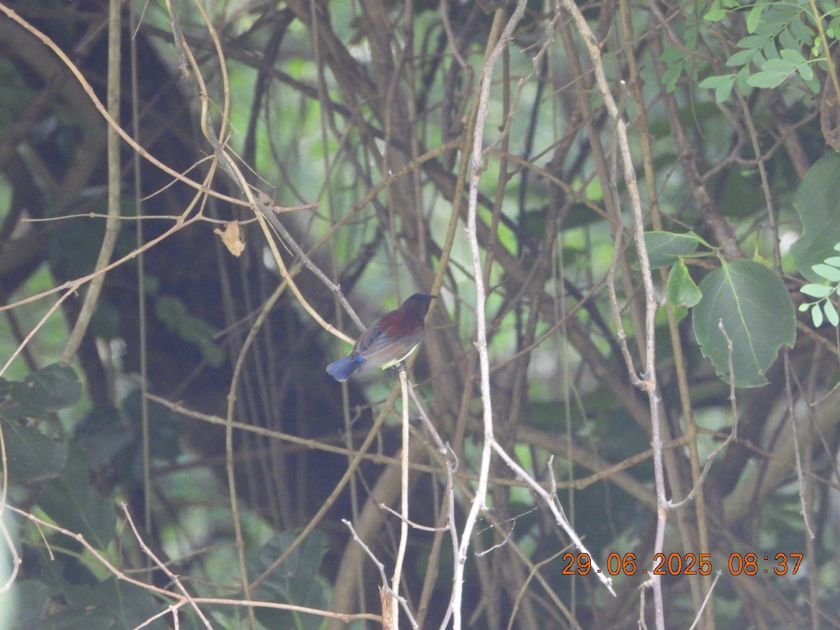 Purple-rumped Sunbird - ML638338927