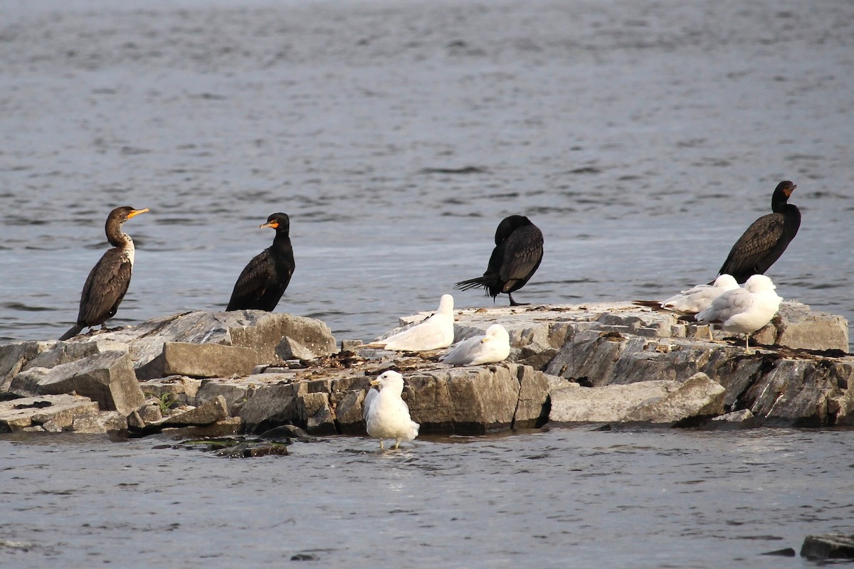 Double-crested Cormorant - ML638338941