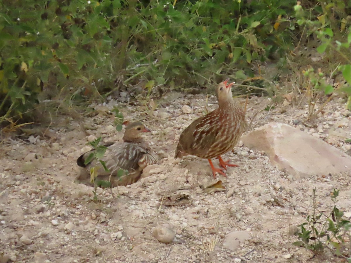 Gray-striped Spurfowl - ML638338942