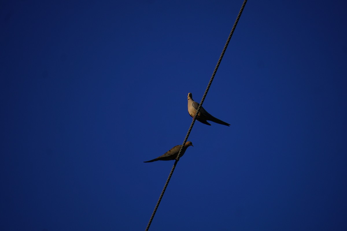 Mourning Dove - ML638338946