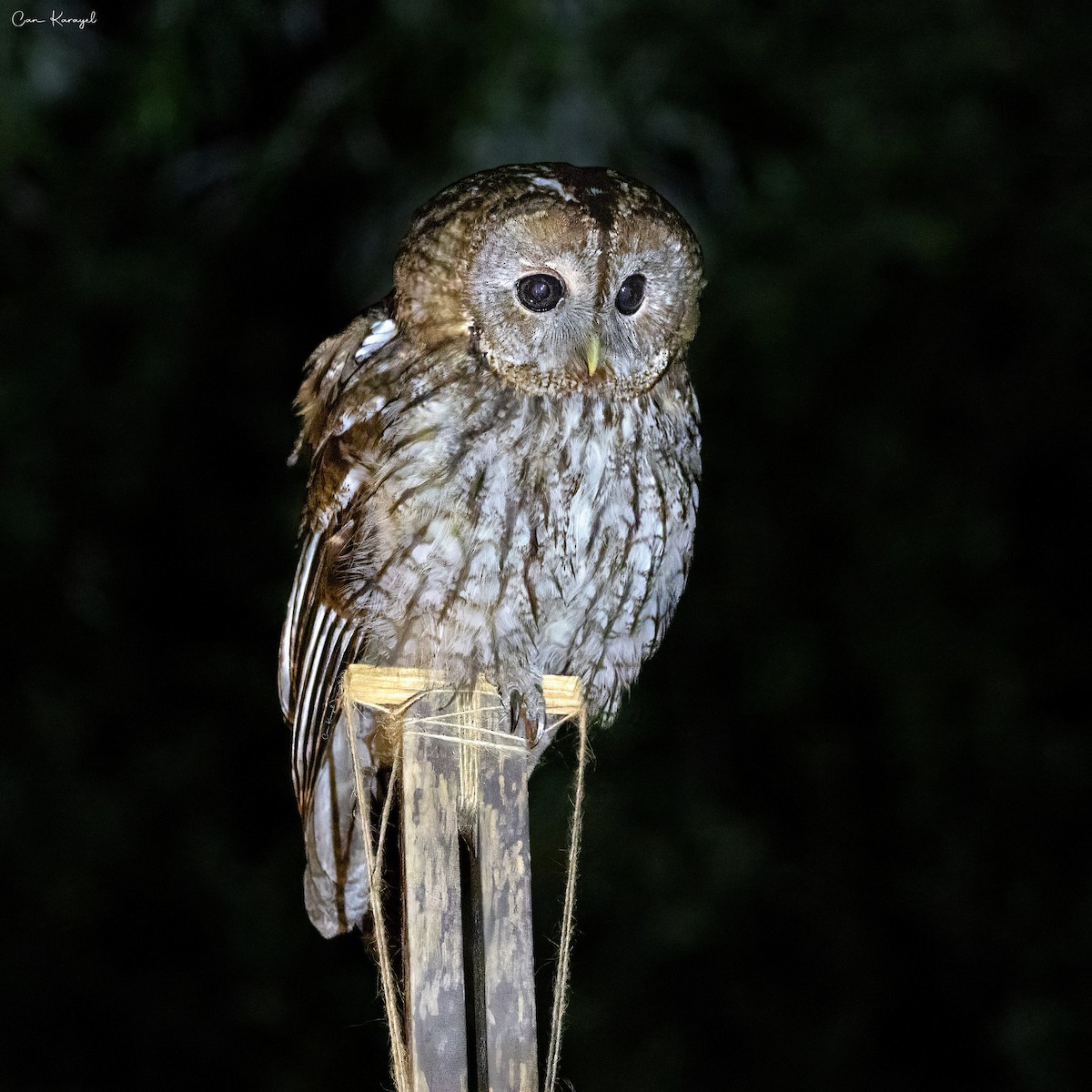 Tawny Owl - ML638338947