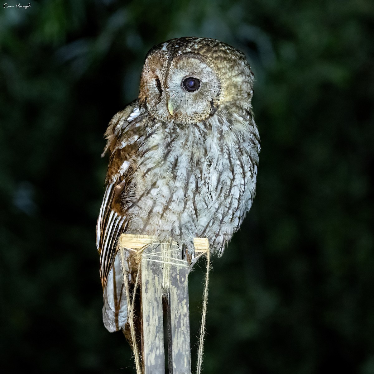 Tawny Owl - ML638338949