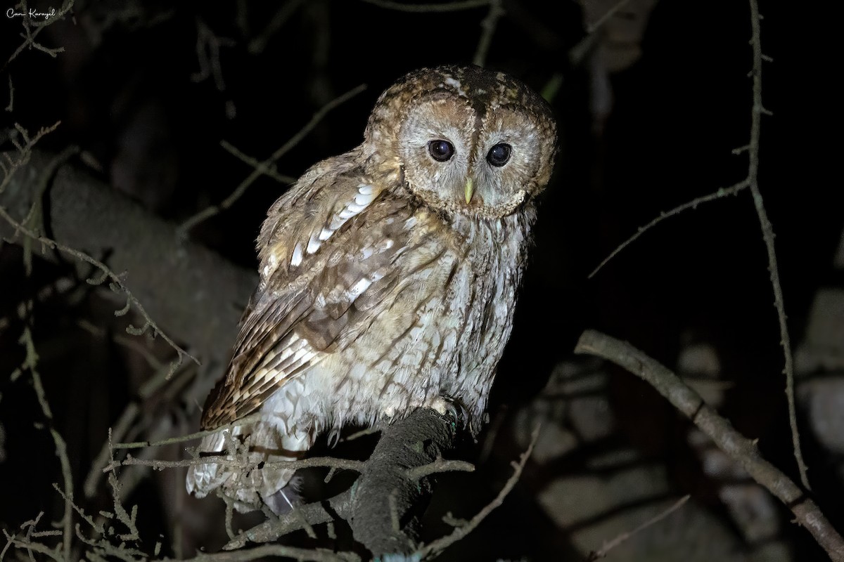 Tawny Owl - ML638338951