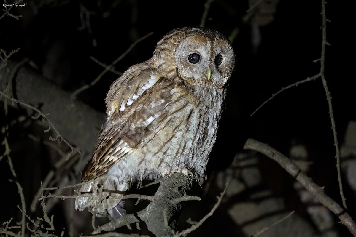 Tawny Owl - ML638338953