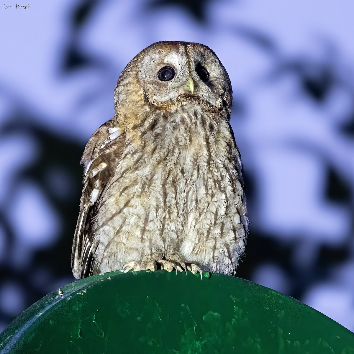 Tawny Owl - ML638338954