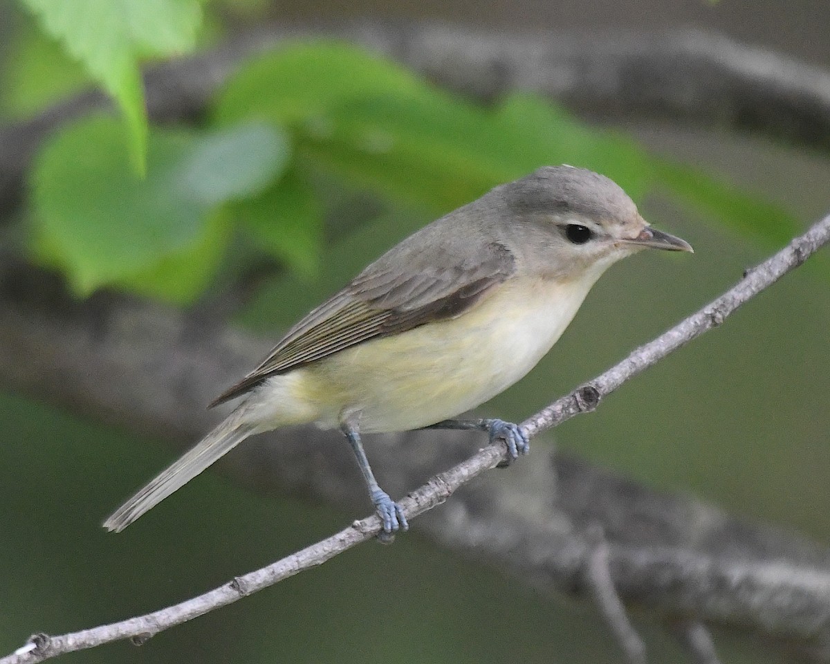 Warbling Vireo (Eastern) - ML638338955