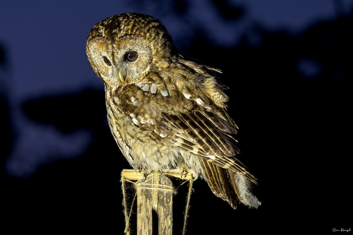 Tawny Owl - ML638338958