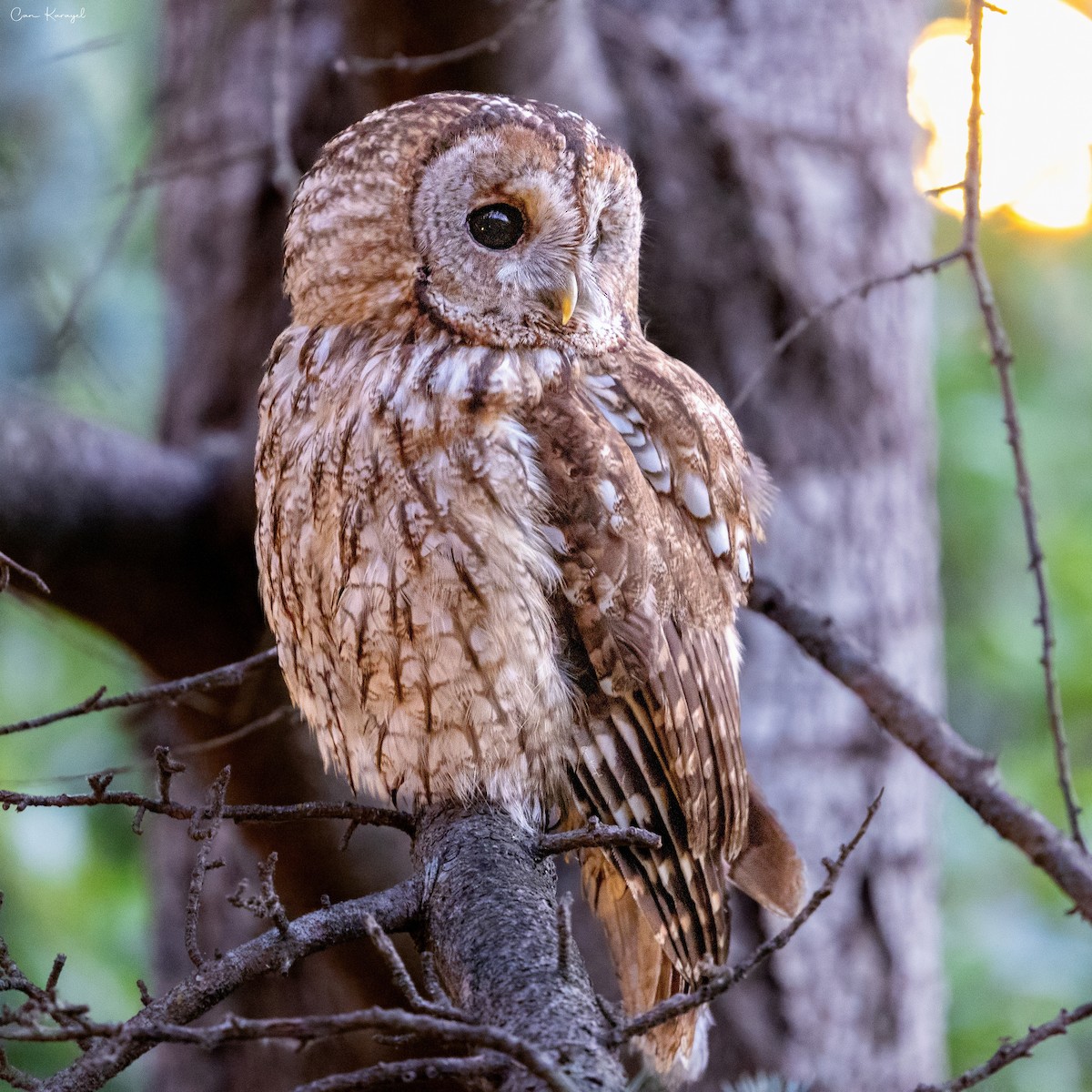 Tawny Owl - ML638338960