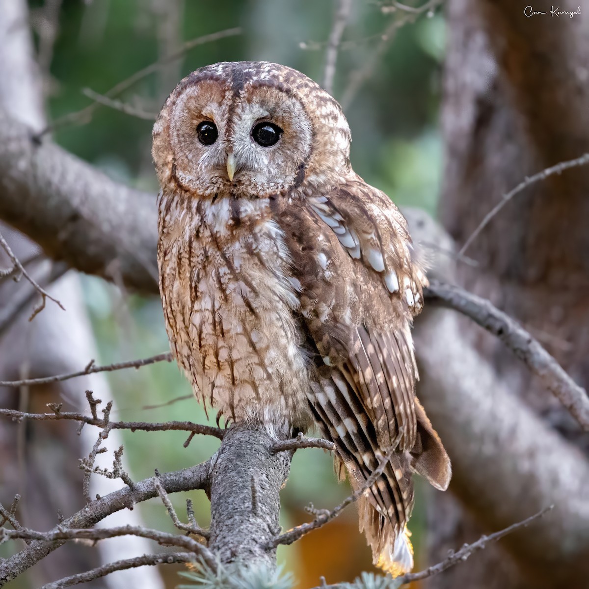 Tawny Owl - ML638338961