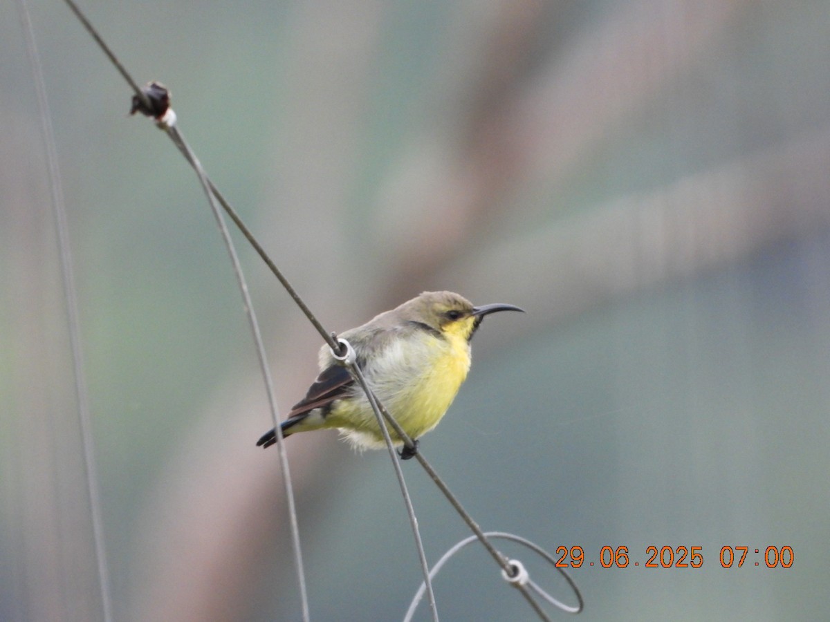 Purple Sunbird - ML638338968