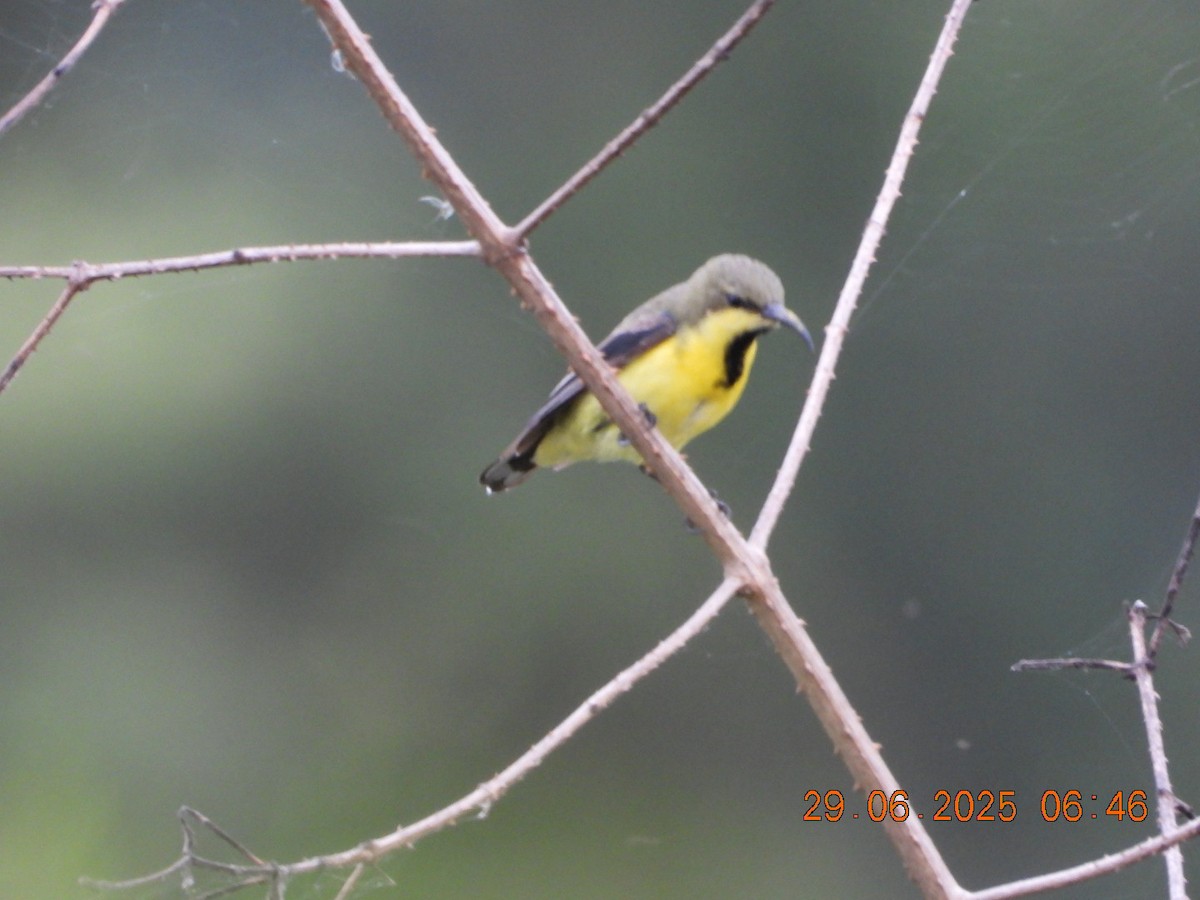 Purple Sunbird - ML638338969