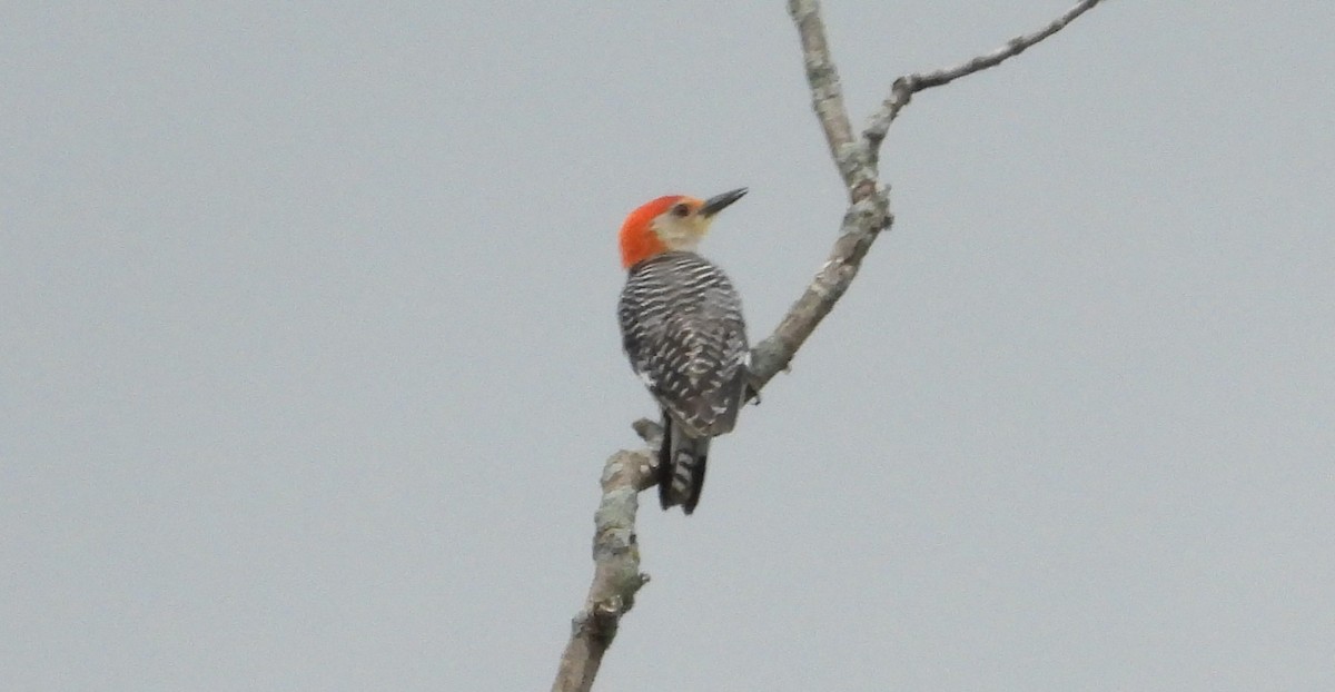 Red-bellied Woodpecker - ML638338971