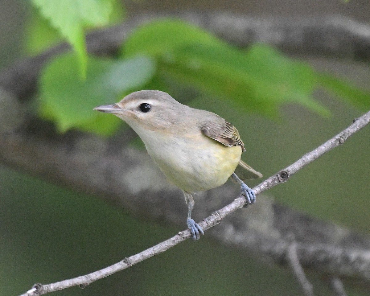 Warbling Vireo (Eastern) - ML638338972