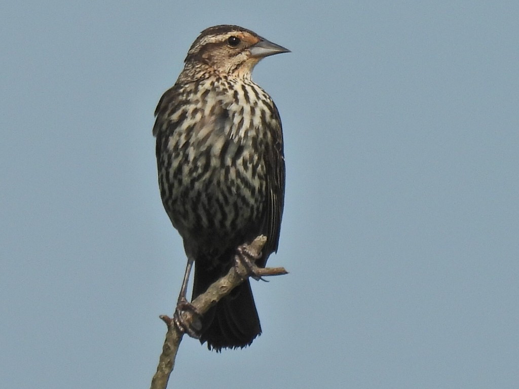 Red-winged Blackbird - ML638338973