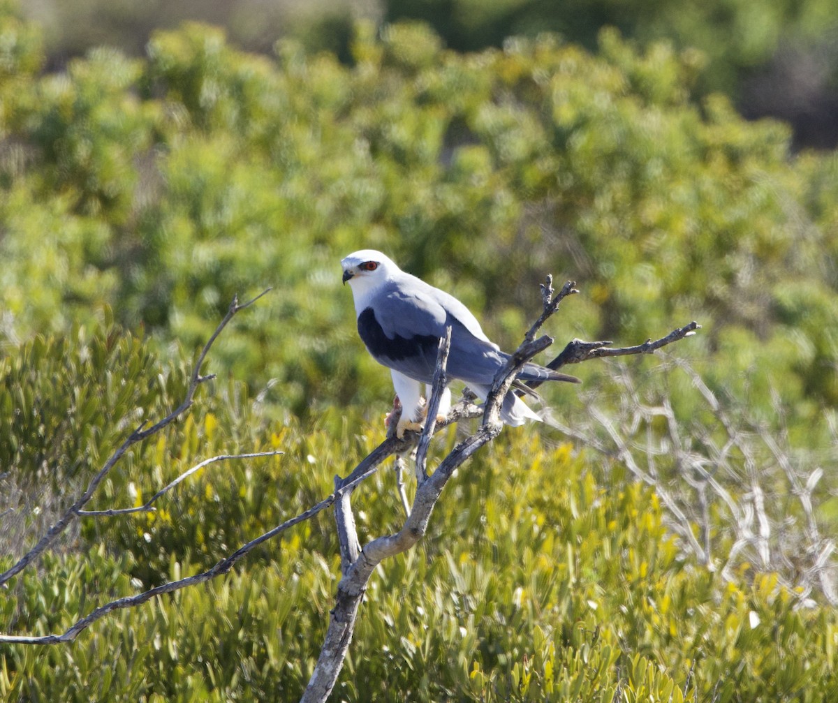 Black-winged Kite - ML638338974