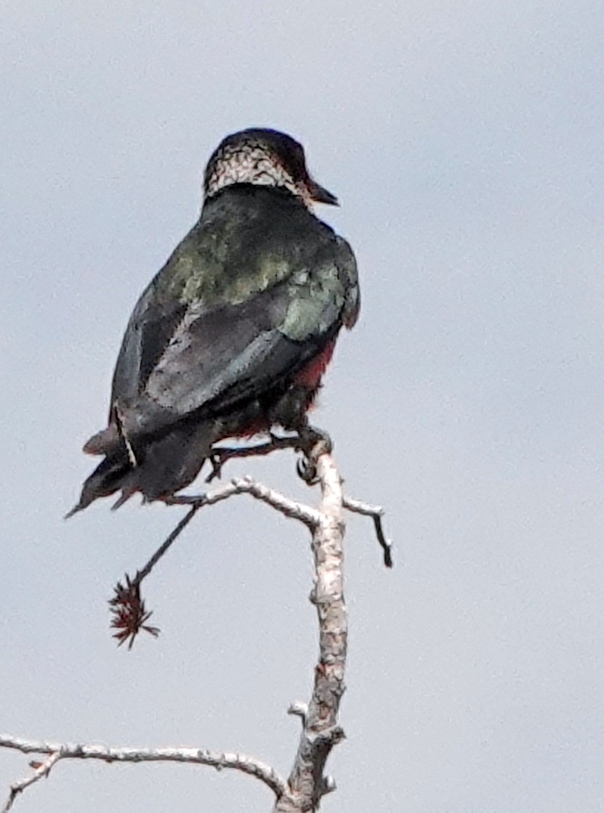 Lewis's Woodpecker - ML638338976