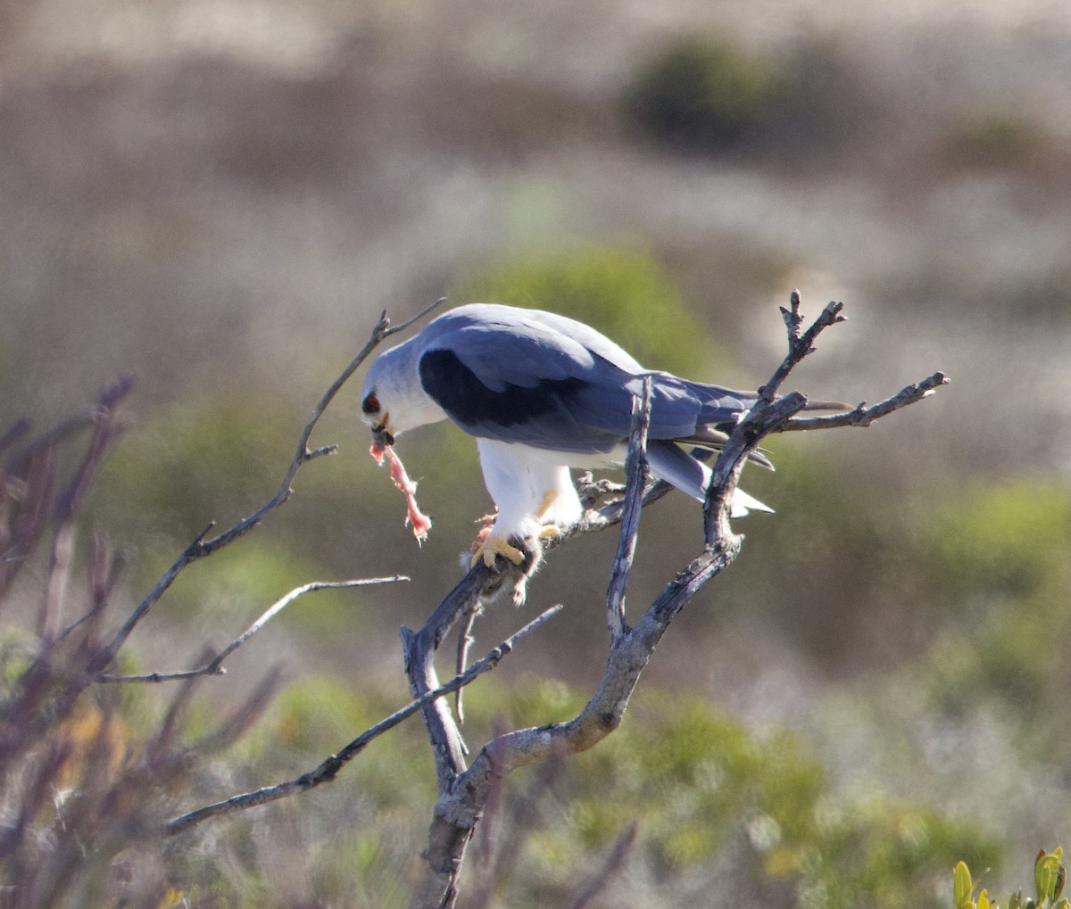 Black-winged Kite - ML638338978