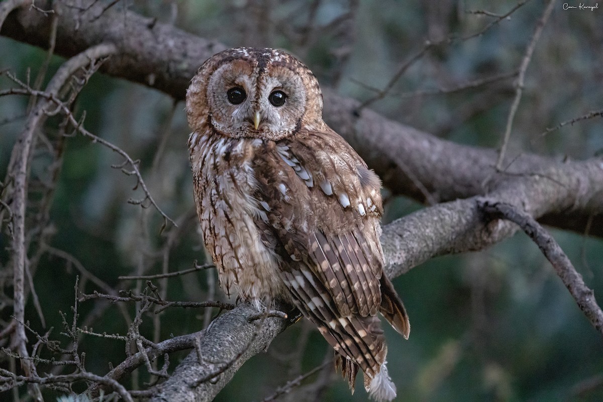 Tawny Owl - ML638338979