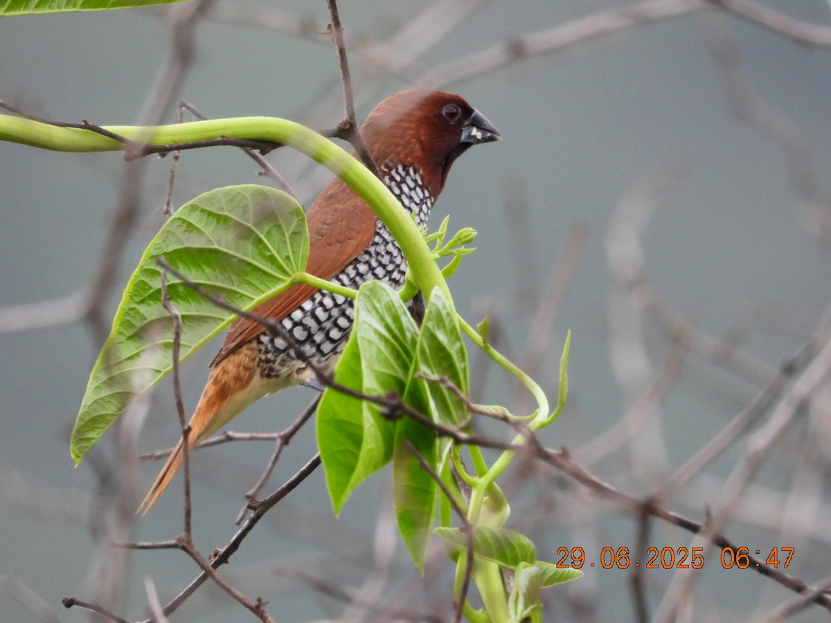 Scaly-breasted Munia - ML638338980