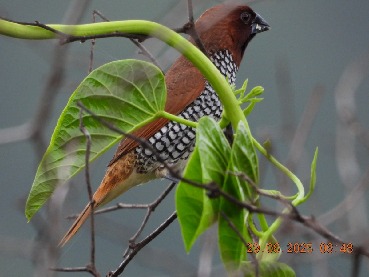 Scaly-breasted Munia - ML638338981