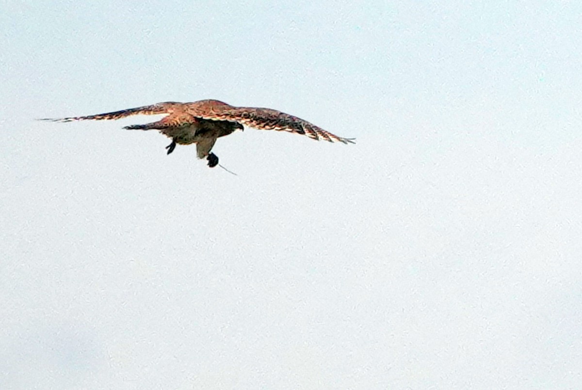 American Kestrel - ML638338982