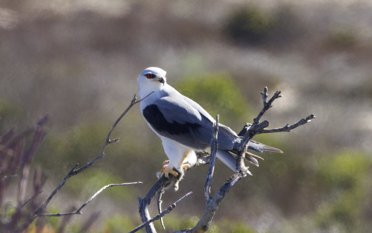 Black-winged Kite - ML638338983