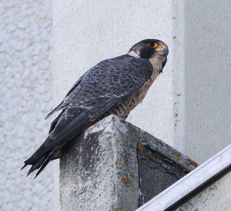 Peregrine Falcon - ML638338984