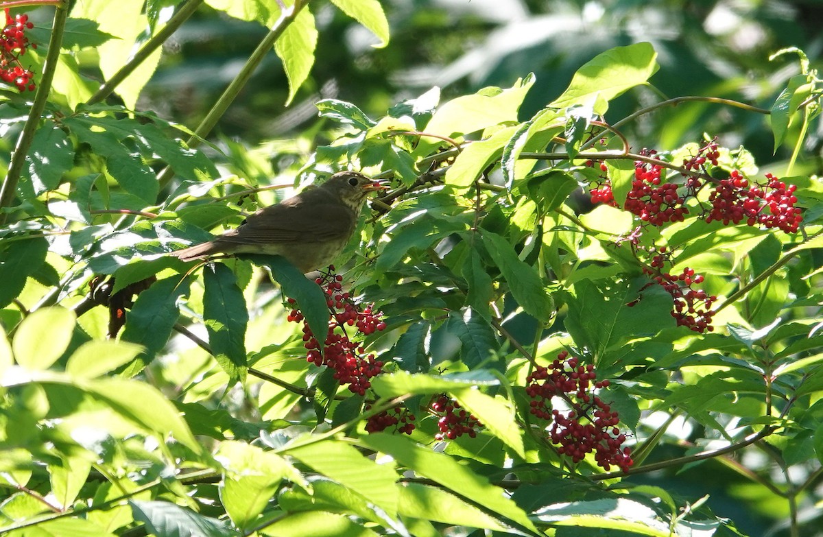 Swainson's Thrush - ML638338985