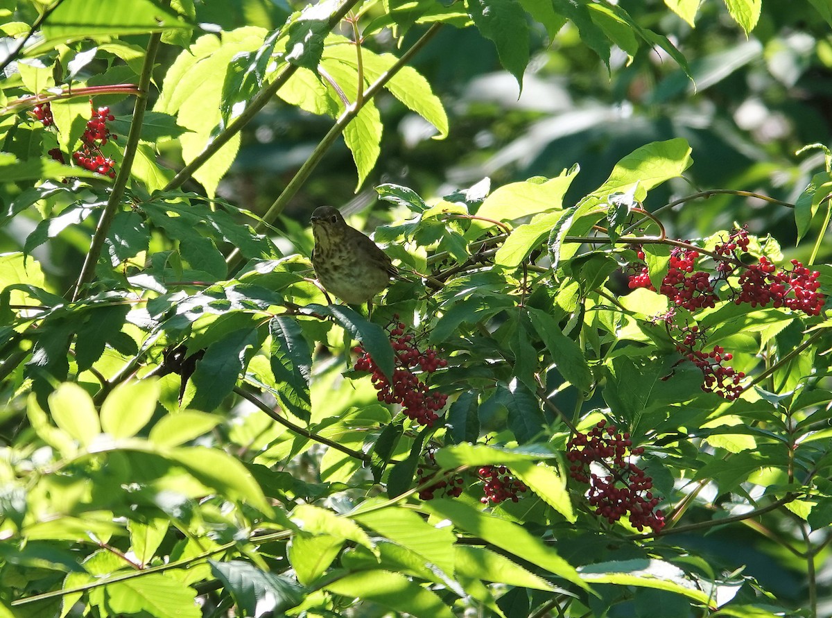 Swainson's Thrush - ML638338986
