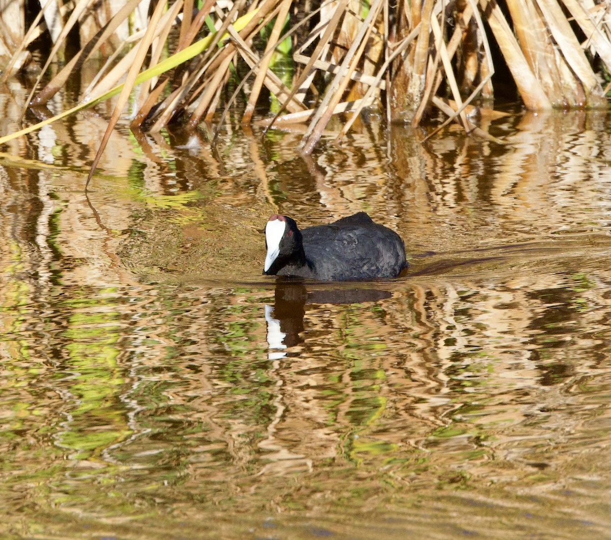 Red-knobbed Coot - ML638338988