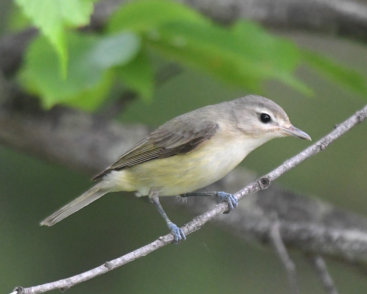 Warbling Vireo (Eastern) - ML638339001