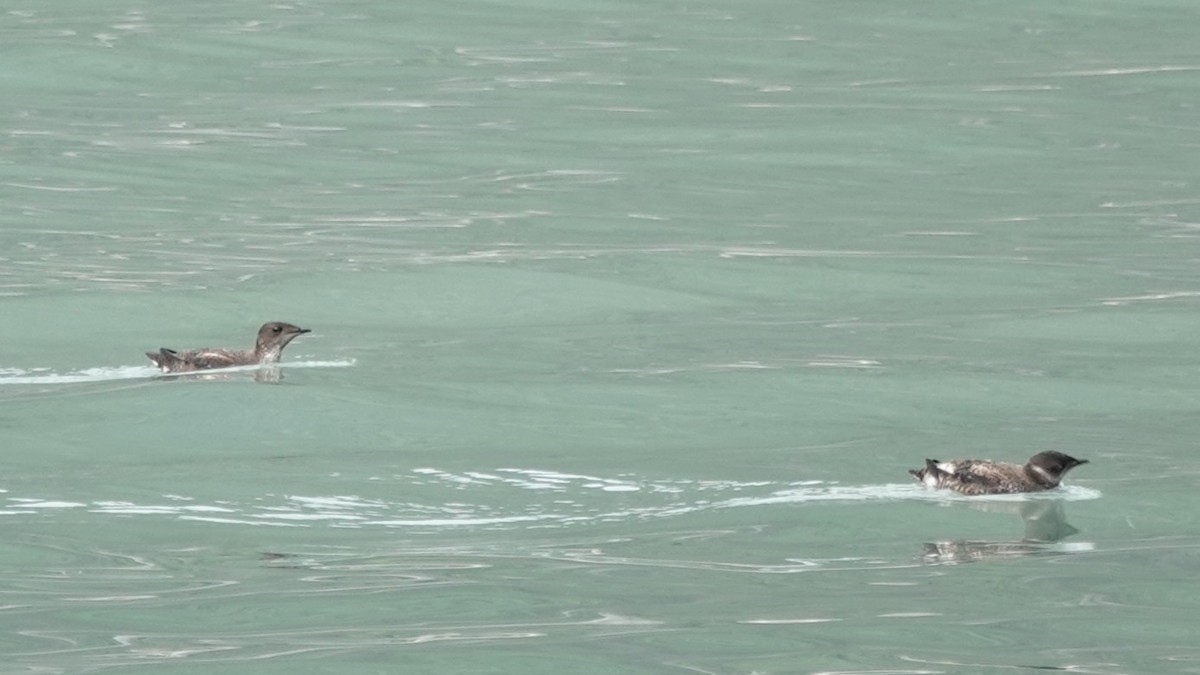 Marbled Murrelet - ML638339002