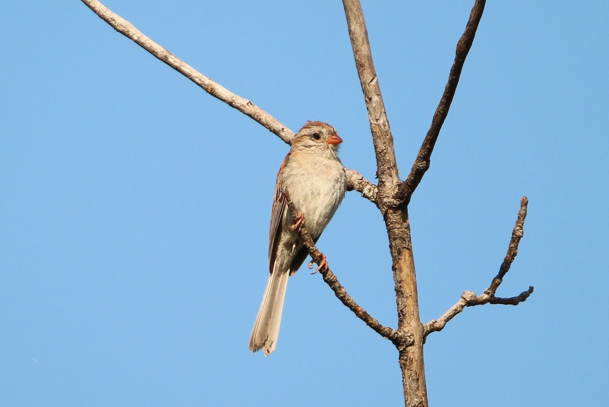 Field Sparrow - ML638339030
