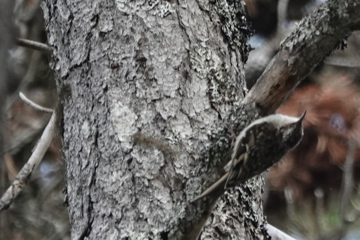 Brown Creeper - ML638339031