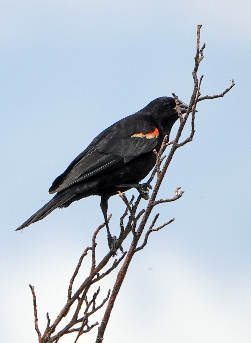 Red-winged Blackbird - ML638339036