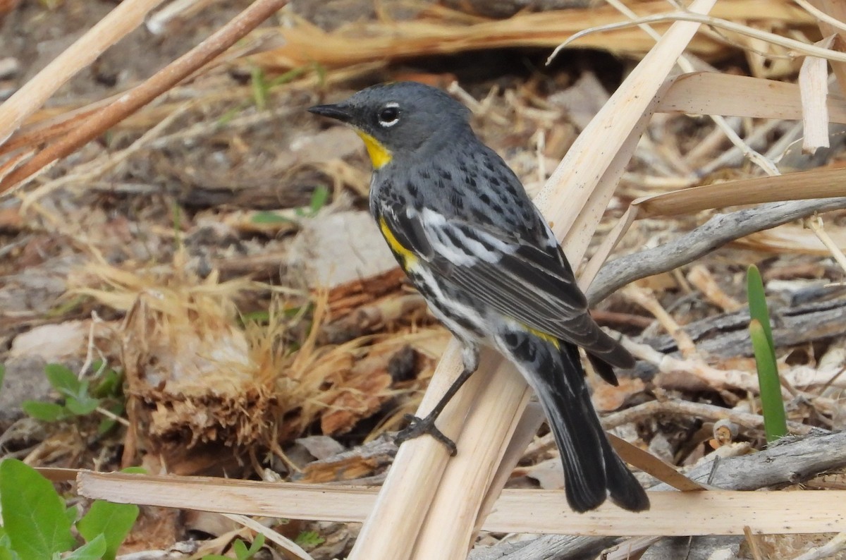 Kronenwaldsänger (Audubonwaldsänger) - ML638339037