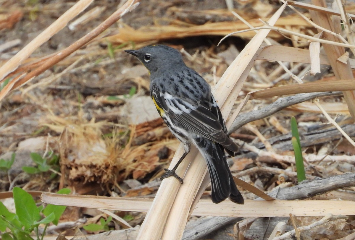 Kronenwaldsänger (Audubonwaldsänger) - ML638339038