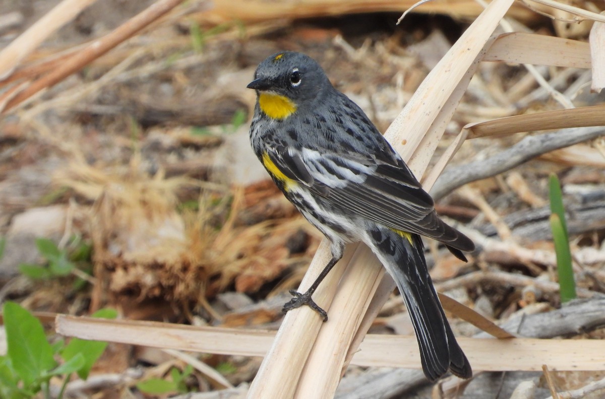 Kronenwaldsänger (Audubonwaldsänger) - ML638339039
