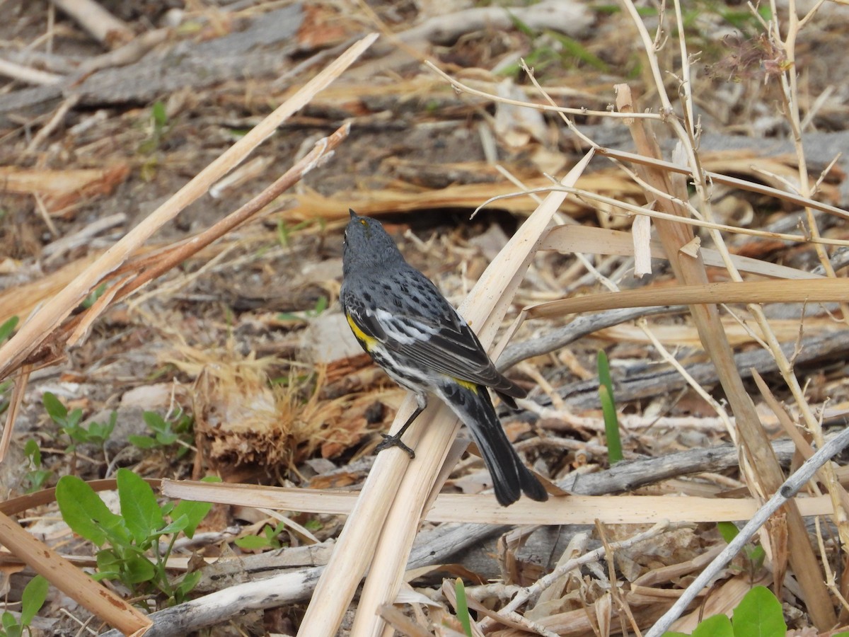Kronenwaldsänger (Audubonwaldsänger) - ML638339078