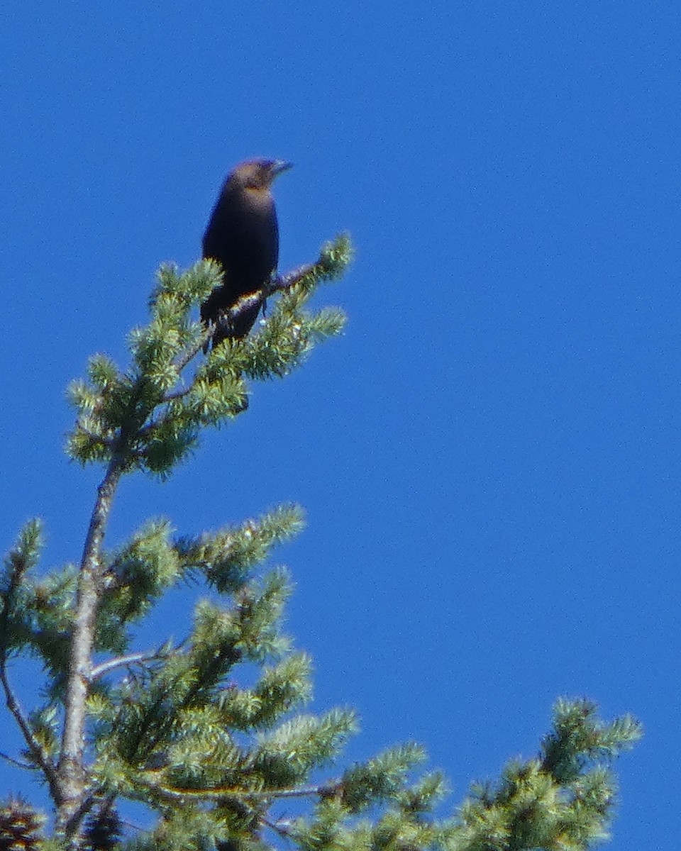 Brown-headed Cowbird - ML638339087