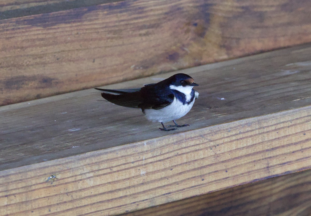 White-throated Swallow - ML638339093