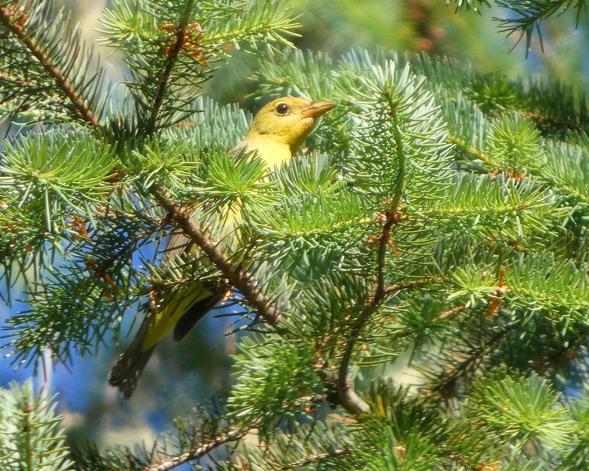 Western Tanager - ML638339099