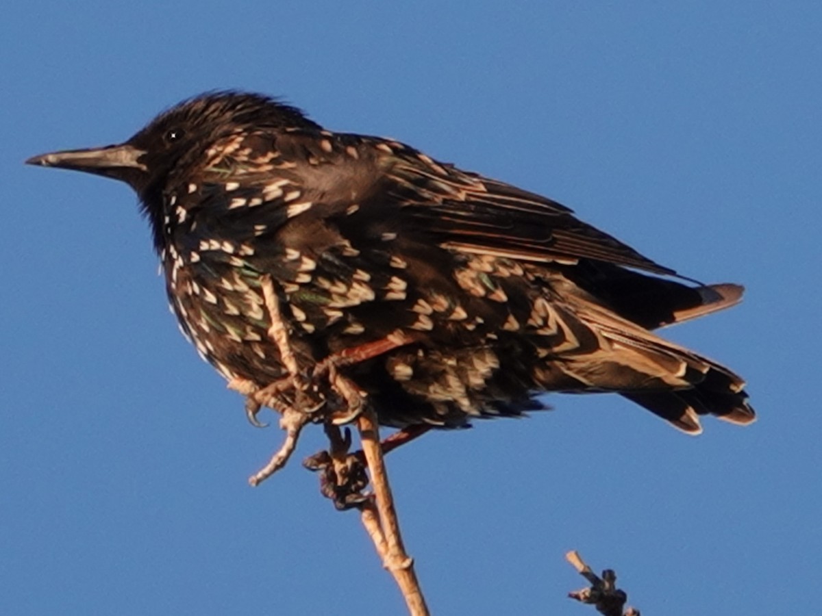European Starling - ML638339112
